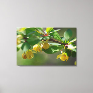 Toile Flower Barberry - Printemps
