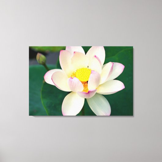 Toile Flowers | Lotus Water Flower (Recto)