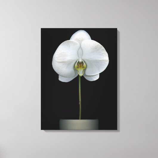Toile Flowers | White Orchid Flower (Recto)