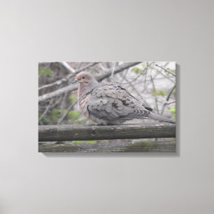 Toile Fluffy Dove Nature Photographie