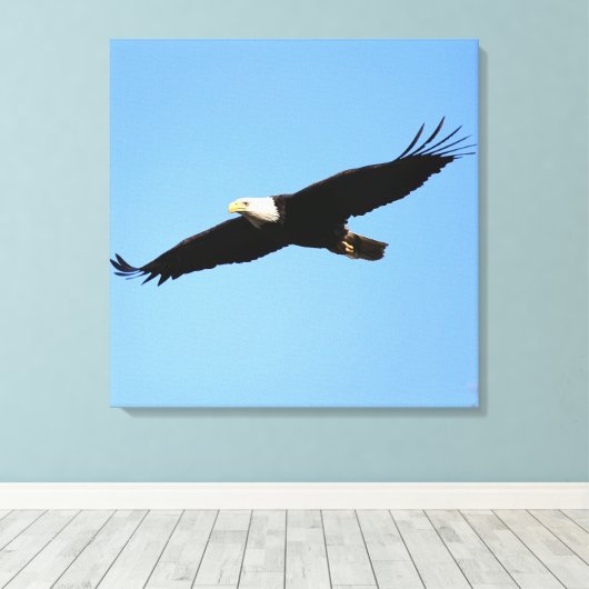 Toile Flyby de Bald Eagle (Insitu (Plancher de Bois))