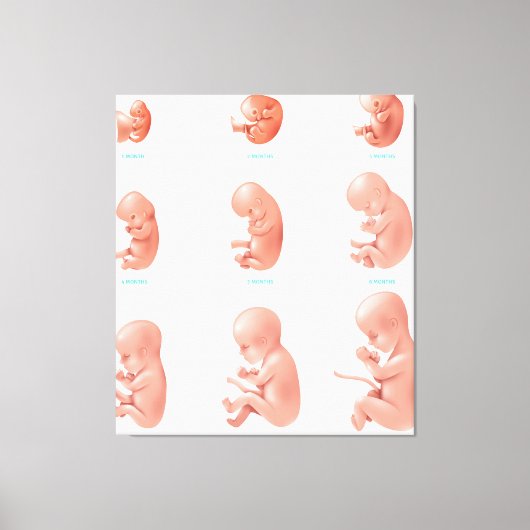 Toile Foetus humain (Recto)