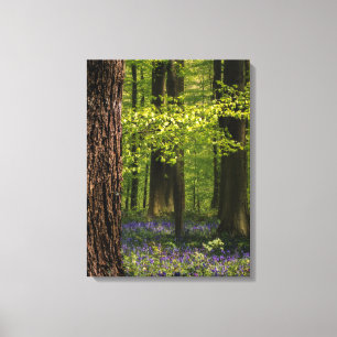 Toile Forest   Bluebells en Belgique