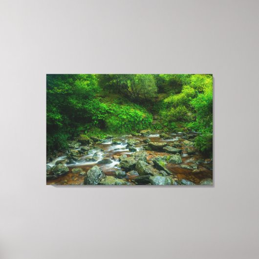 Toile Forest Stream in Lush Woodland (Dargle River) (Recto)