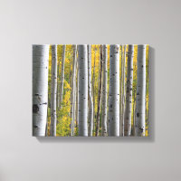 "Forêt de bouleaux"