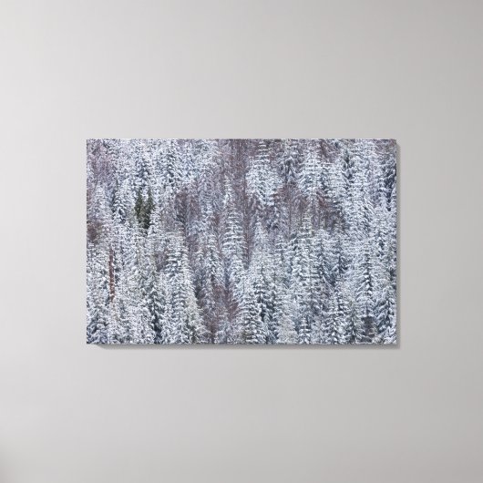 Toile Forêt de neige, Parc national du Mont-Rainier (Recto)