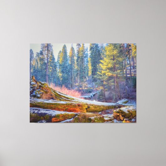 Toile Forêt de Sequoia (Recto)