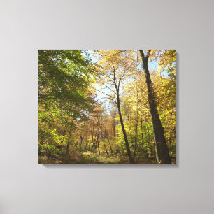 Toile Forêt ensoleillée d'automne II Photographie de pay