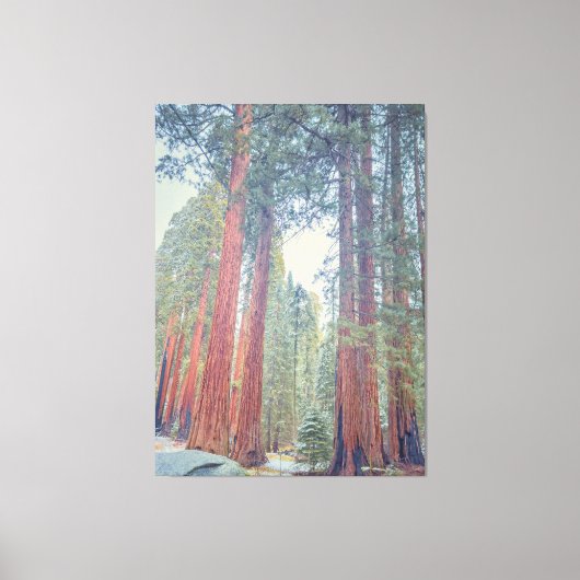 Toile Forêt géante de Sequoia (Recto)
