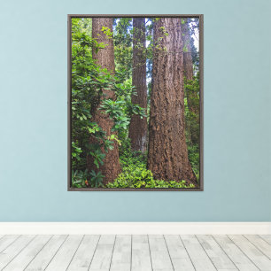 Toile Forêt Luxuriante Sapins de Douglas Photographique