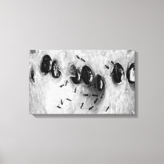 Toile fourmis de surf (Recto)