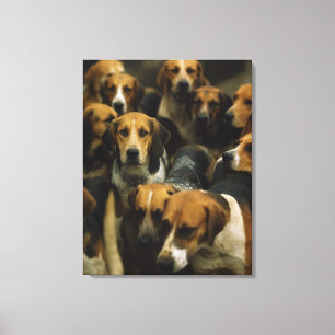 Toile Fox-hounds de chasse, blazers de Galway, Irlande