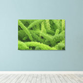 Toile Foxtail Fern, Asparagus densiflorus myers (Insitu (Plancher de Bois))