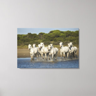 Toile France, Camargue. Chevaux traversent l'estuaire 3