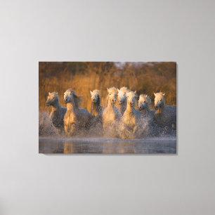 Toile France, Provence. Chevaux blancs de Camargue