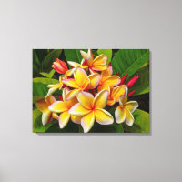 Frangipani hawaïen