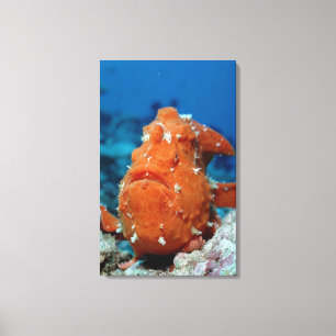 Toile Frogfish géant montrant son attrait de pêche