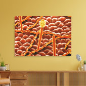 Toile Fungus de poudrière sur Poinsettia (Insitu(Salon))