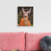 Toile Funny Young Blacktail Deer sourit à un photographe (Insitu(Salon))