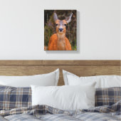 Toile Funny Young Blacktail Deer sourit à un photographe (Insitu(Chambre))