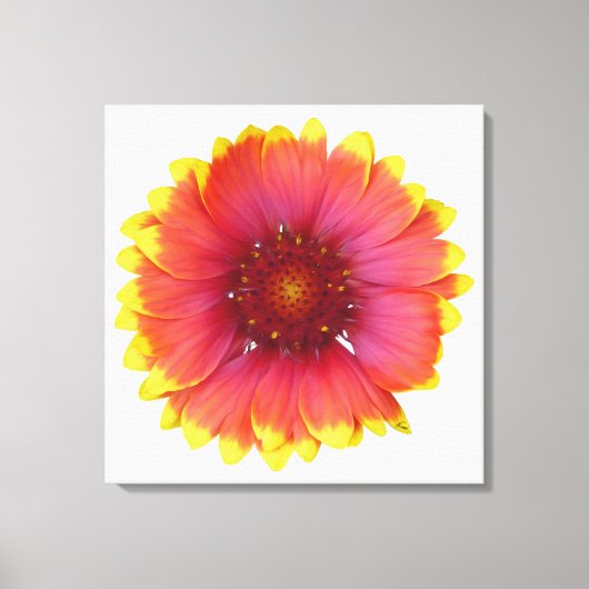 Toile Gaillardia 1 (Recto)