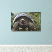 Toile Galapagos Giant Tortoises Geochelone (Insitu (Plancher de Bois))