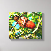 Galilee Acorn