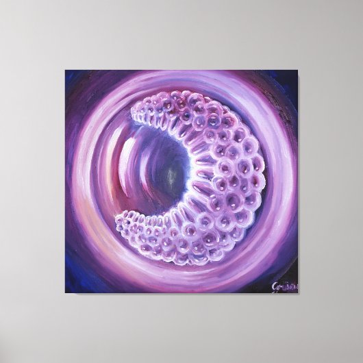 Toile Gastrula (Recto)