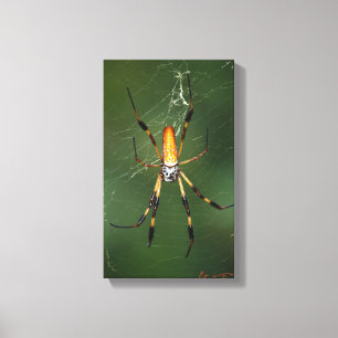 Toile géante d'araignée de banane