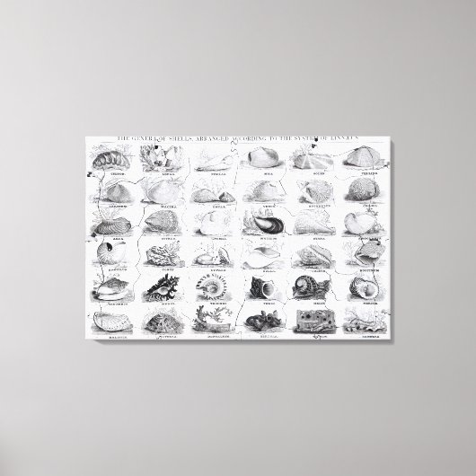 Toile Genera of Shells jigsaw, pub. par W. Edwards (Recto)