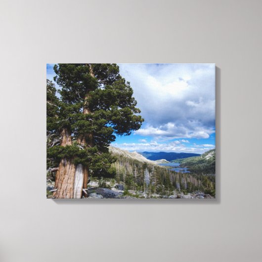 Toile Génévier de Sierra et arbres à feuilles persistant (Recto)