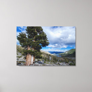 Toile Génévier de Sierra et arbres à feuilles persistant