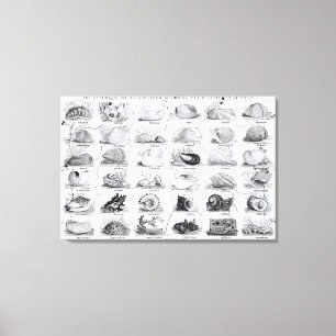 Toile Genres de puzzle de coquilles, pub. par W. Edwards