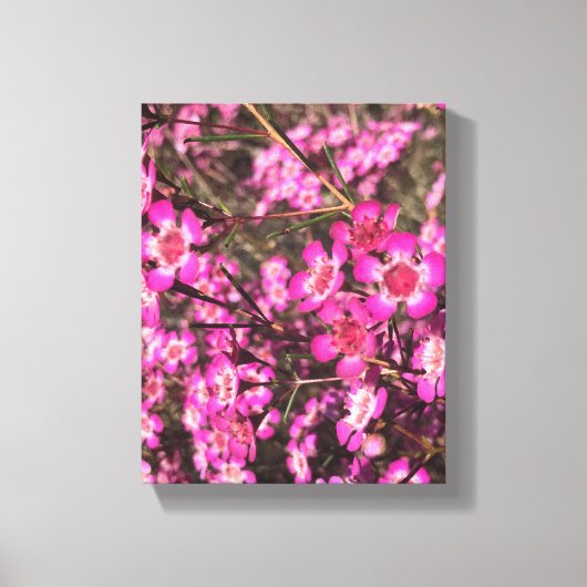 Toile Geraldton Wax (Recto)