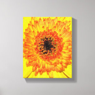 Toile Gerber Daisy