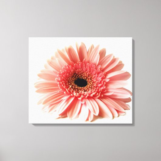 Toile Gerbera marguerite (Recto)