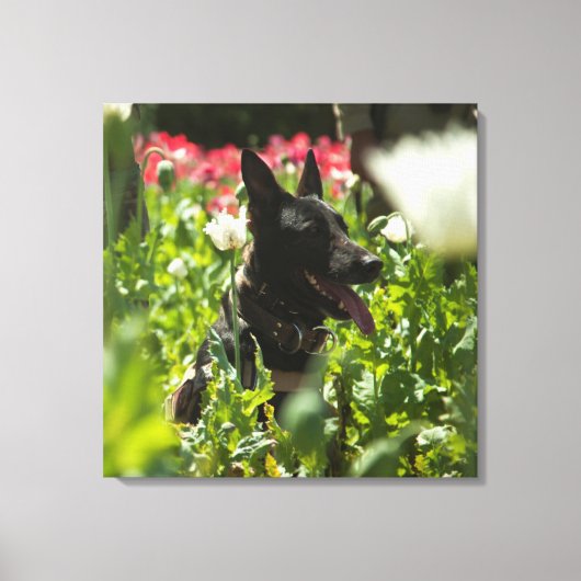 Toile German Shepherd à Field (Recto)