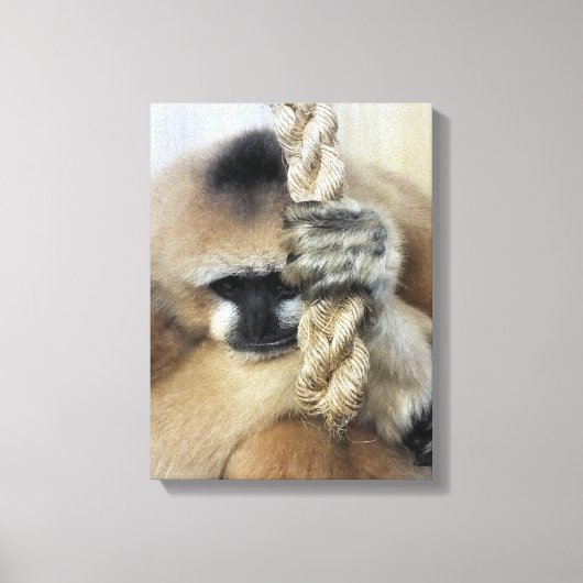 TOILE GIBBON (Recto)