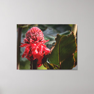 Toile Gingembre torche dans la forêt tropicale du Costa 