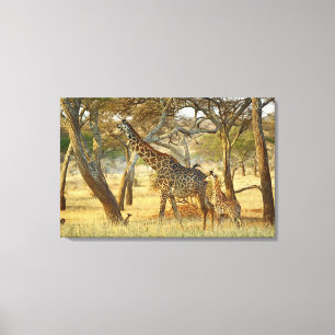 Toile Girafe femelle adulte et juvénile, Giraffa