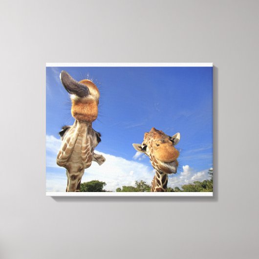 Toile Giraffe (Giraffa camelopardalis) 2 (Recto)
