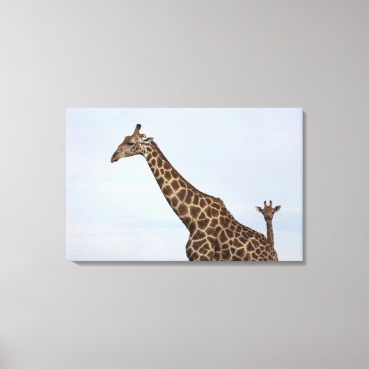 Toile Giraffe (Giraffa camelopardalis), Chobe National P (Recto)