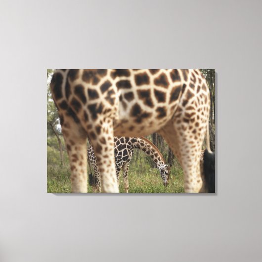 Toile Giraffes 4 (Recto)