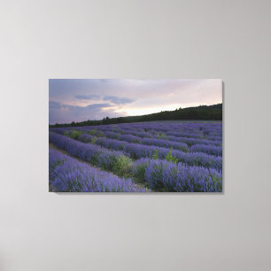 Toile Gisement de lavande au coucher du soleil