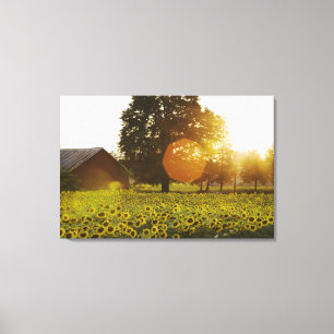 Toile Gisement de tournesol au coucher du soleil avec