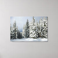 Glace et neige | Pine Woodland, Autriche