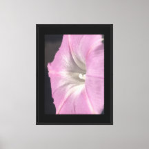 Gloire du Matin en Satin Rose