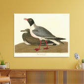 Toile Goéland à tête noire des oiseaux américains d'Audu (Insitu(Salon))