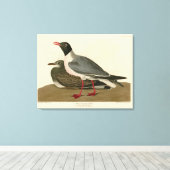 Toile Goéland à tête noire des oiseaux américains d'Audu (Insitu (Plancher de Bois))