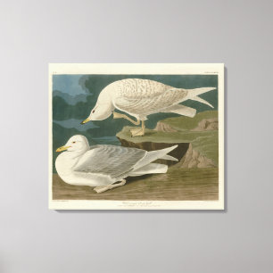 Toile Goéland argenté à ailes blanches Audubon Birds of